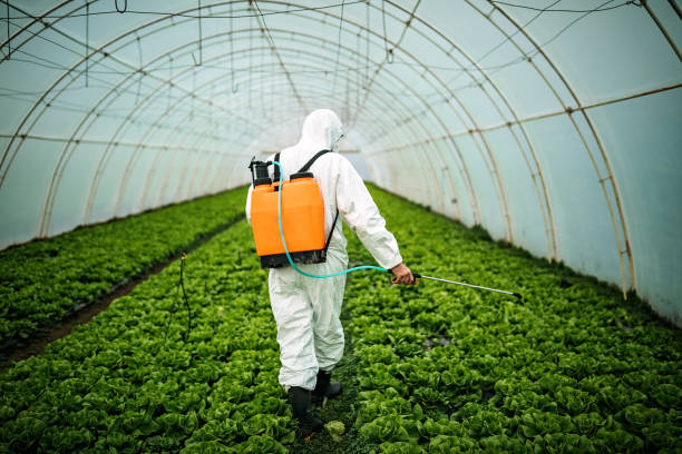 Best Affordable Pest Control Services  in Vernon, TX