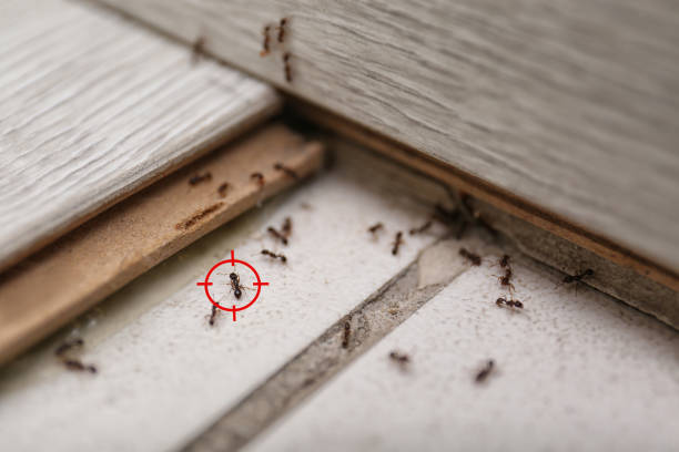 Wildlife Control Services in Vernon, TX