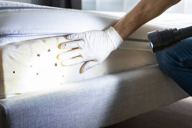  Vernon, TX Pest Control Pros