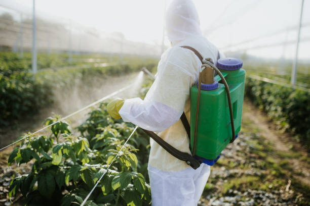Best Termite Control Services  in Vernon, TX